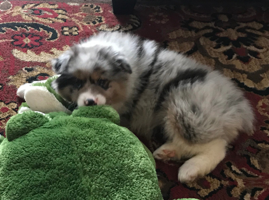 What My Puppy Taught Me About Myself and God