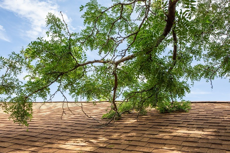 Tree branch hanging over a roof, highlighting a hazard Burse Construction addresses during winter home maintenance Northeast Ohio to prevent roof damage.