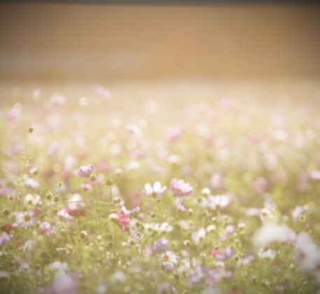 Field of blossoms representing a calm counselling environment