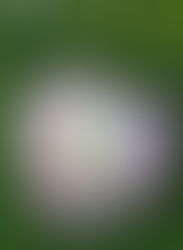 Hummm Angel Touch 🥰🙏🌹