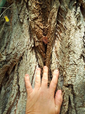 Vidéo Soin méditatif d'Eveil des Sens...Connexion par canalisation à votre Médecine Sensuelle