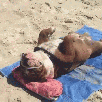 beautiful-day-cute-dog.gif