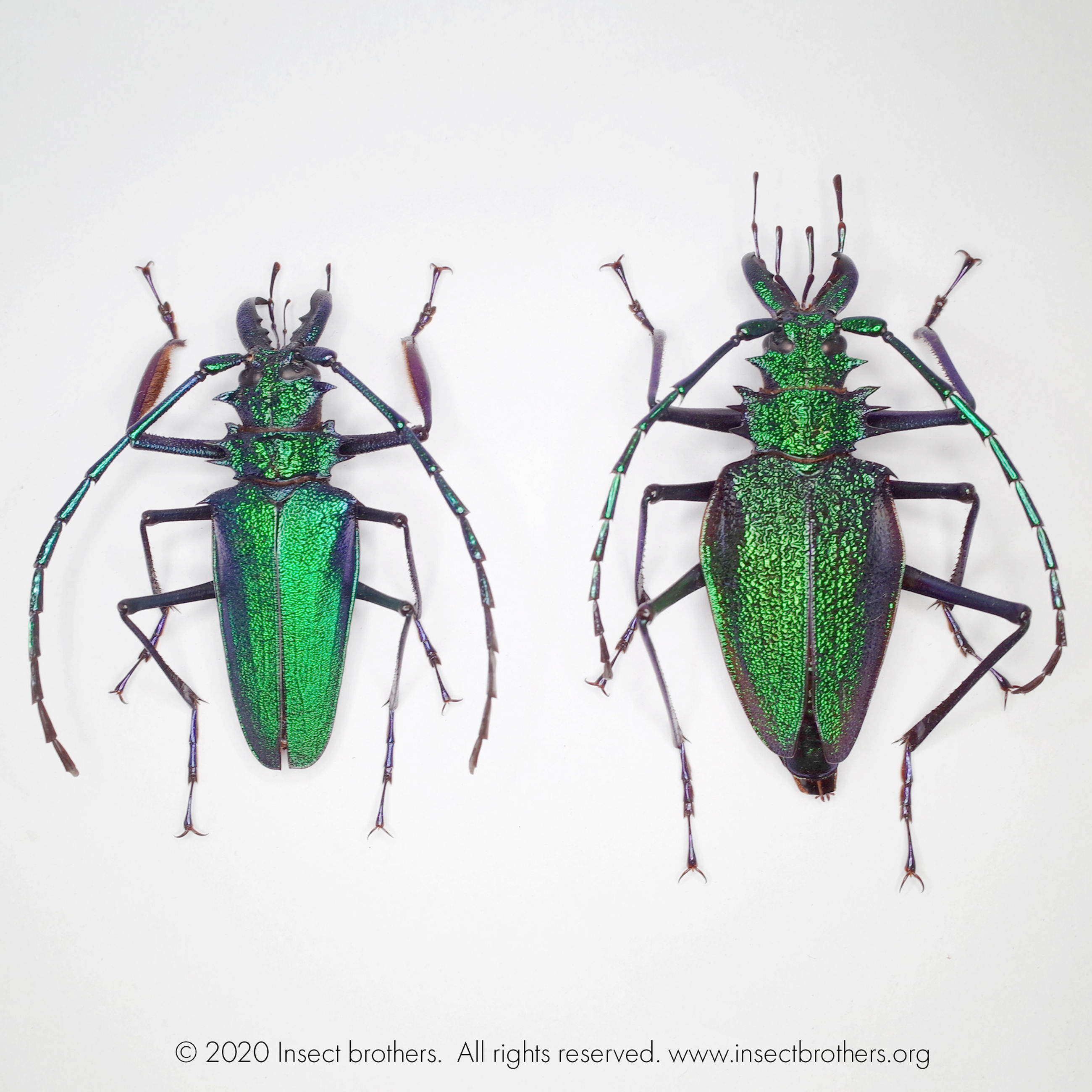 Psalidognathus friendi pair (green form, 55mm+, unmounted, A1)