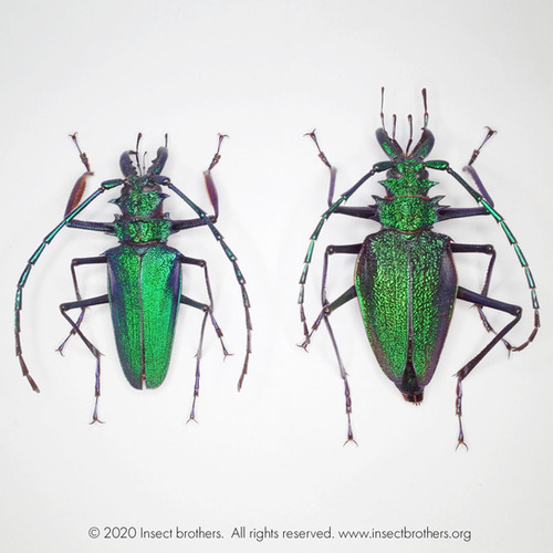 Psalidognathus friendi pair (green form, 55mm+, unmounted, A1