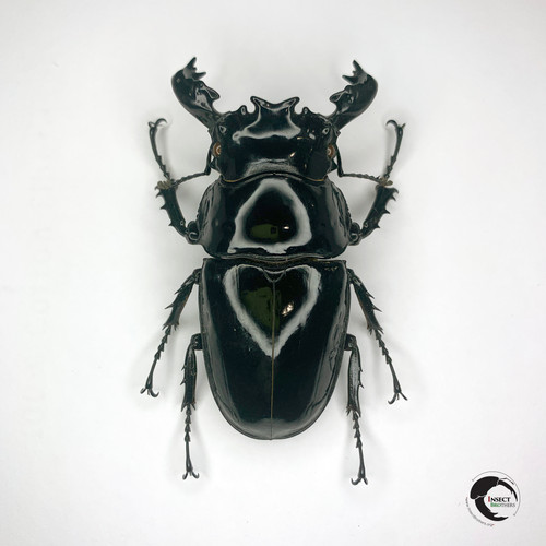 Mesotopus tarandus (Swederus, 1787) (A1, Unmounted) | Insect Brothers