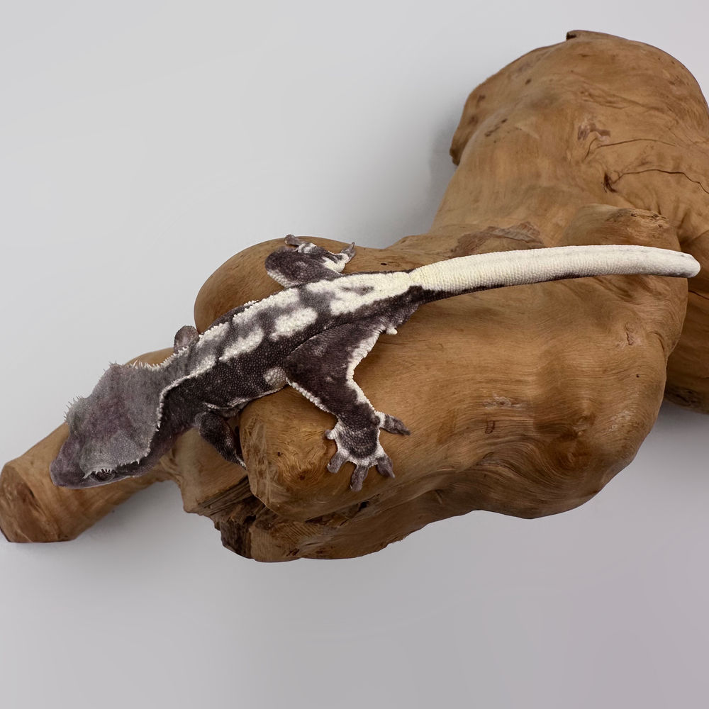 Axanthic Crested Gecko | IB EXOTIC