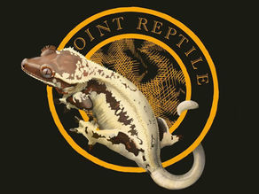 [Meeting the Master] Oint Reptile / Wonjoon Lee