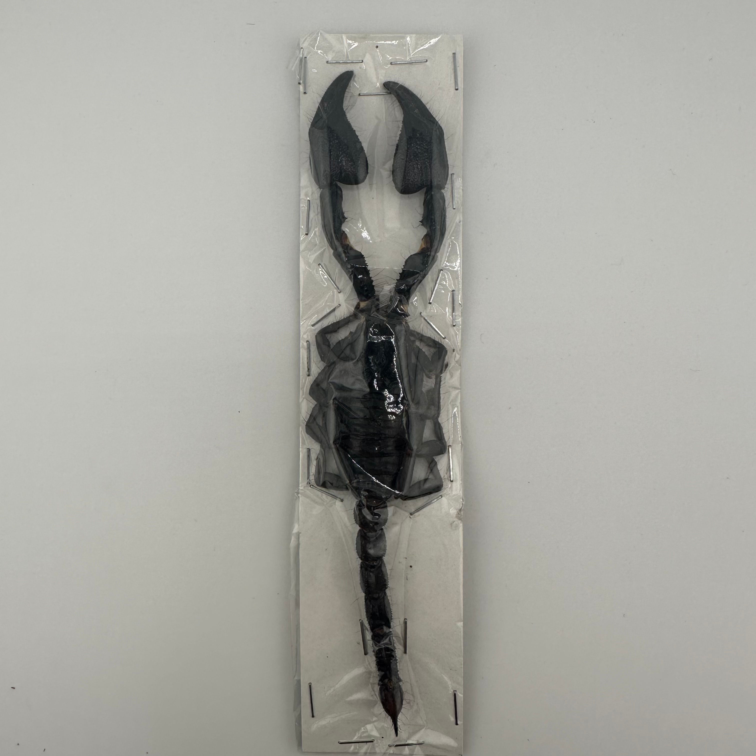 Heterometrus spinifer : L~XL Size