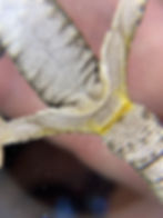 Thumbnail: Easy Gecko Mobile Macro Sexing tool 2.0
