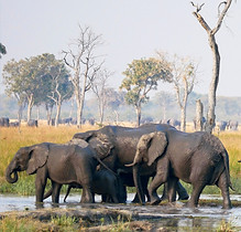 Elephant herd in waterhole in Botswana