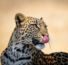 Female Leopard close up