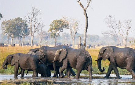 Elephant herd at waterhole in Botswana