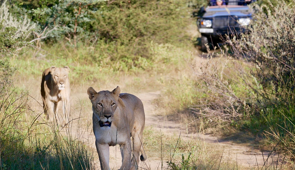 Lions_on_Safari_edited.jpg