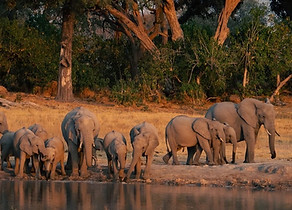 Herd of Elephants at waterhole