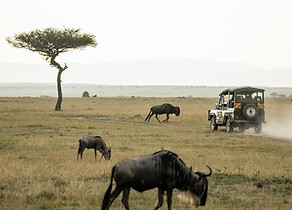 wide view of n open grassland savannah