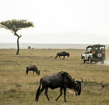 wide view of grassland savannah with Wildebeest