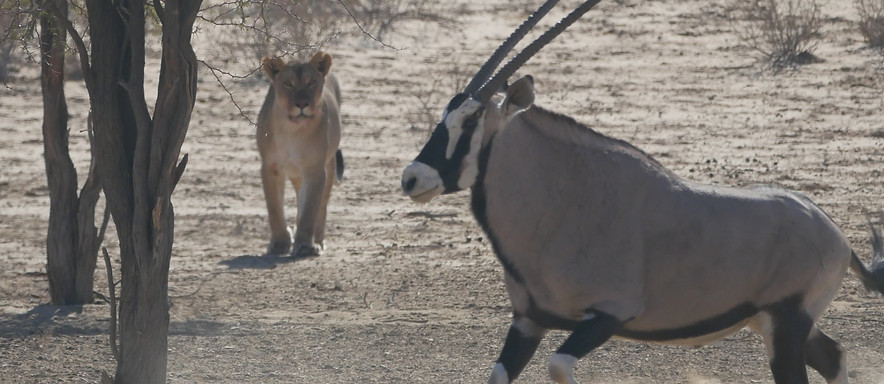 Lioness stalking an Oryx antelope in Namibia