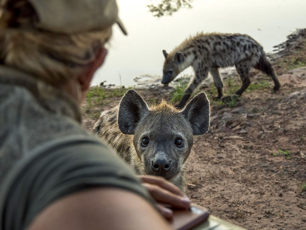 Hyena_on_drive
