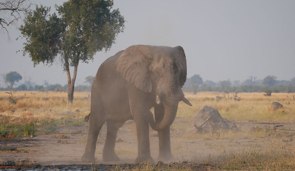 Elephant_dustbath_edited