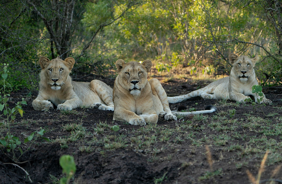 Group-of-lions