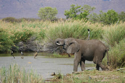Marataba_Elephant