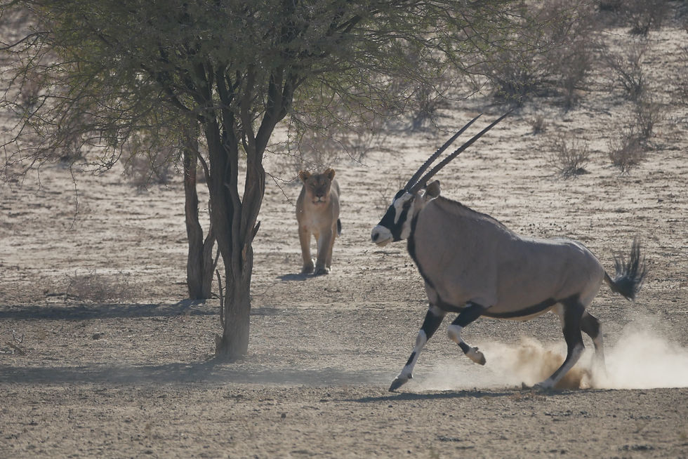 Oryx_and_lion