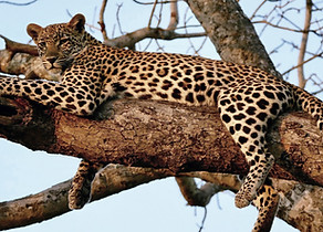 Young Leopardess laying in tree in Sabi Sands Reserve