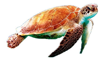 tortue.png