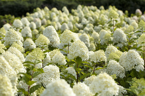 Hydrangea paniculata Limelight(s)_.jpg