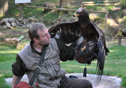 Greifvogelpark - Ruhla 2010