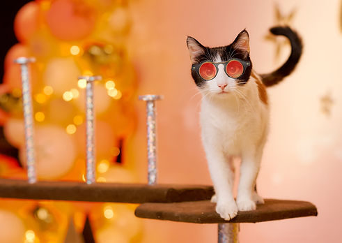cat-platform-looks-camera-high-quality-photo ED.jpg