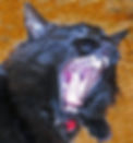 Leo Yawn.jpg