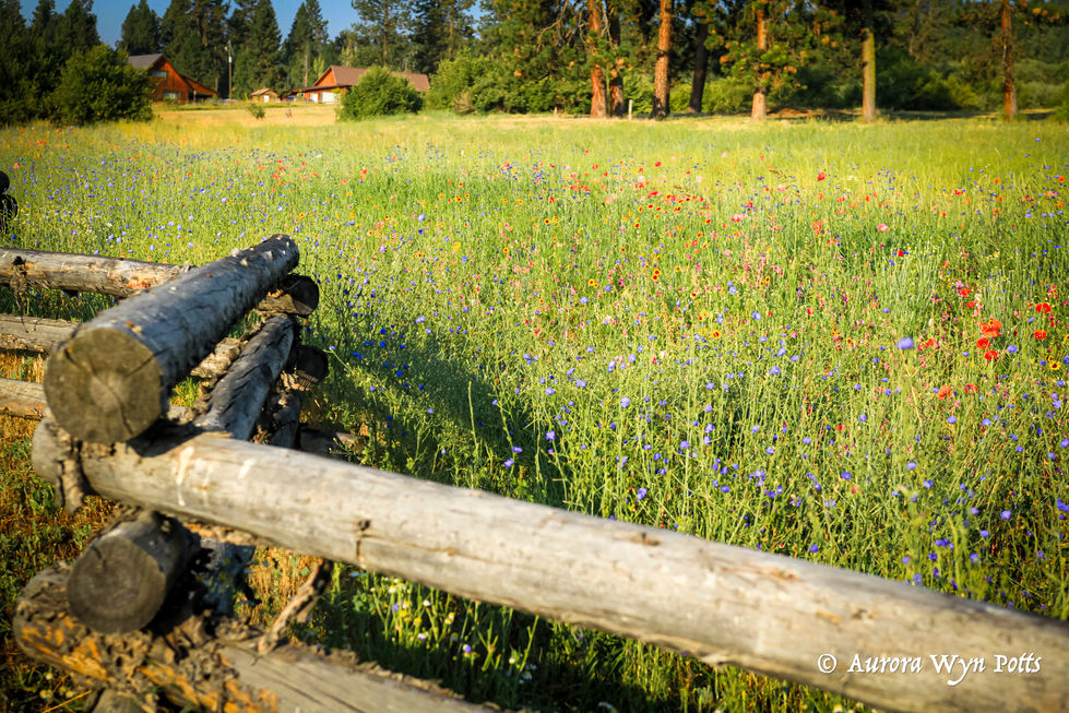 4) Wildflowers in Garden Valley, Idaho.