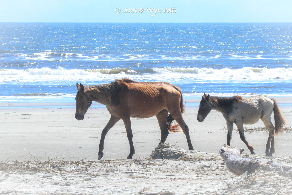 StaffordBeach-1