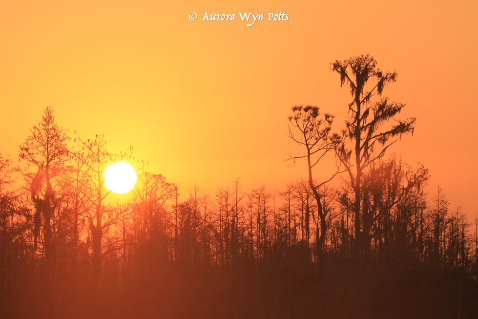 Sunrise and cypress.