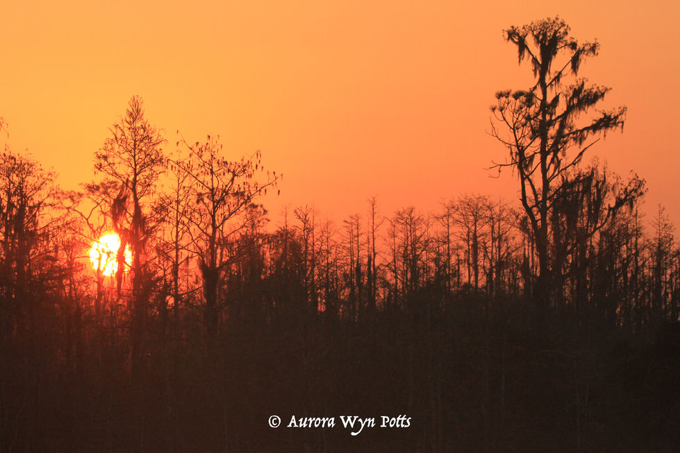 Sunrise and cypress. #2