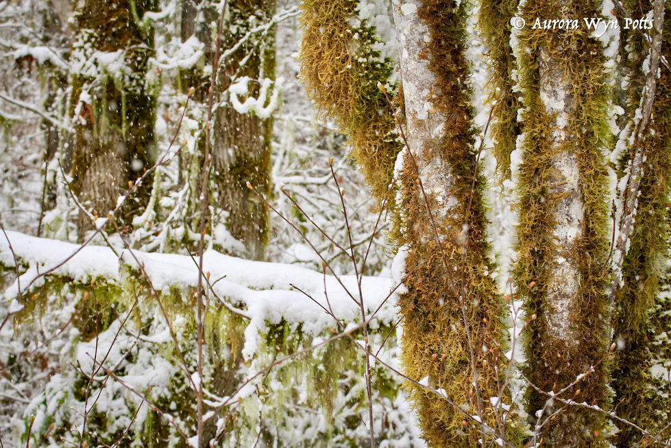 Old growth and blizzard.