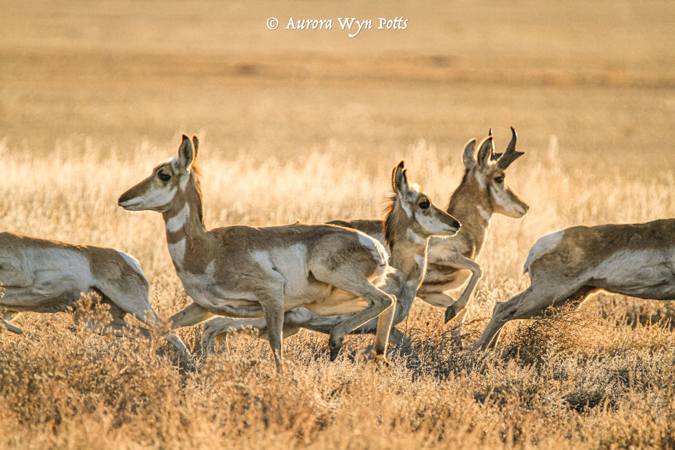 Pronghorn antelope.