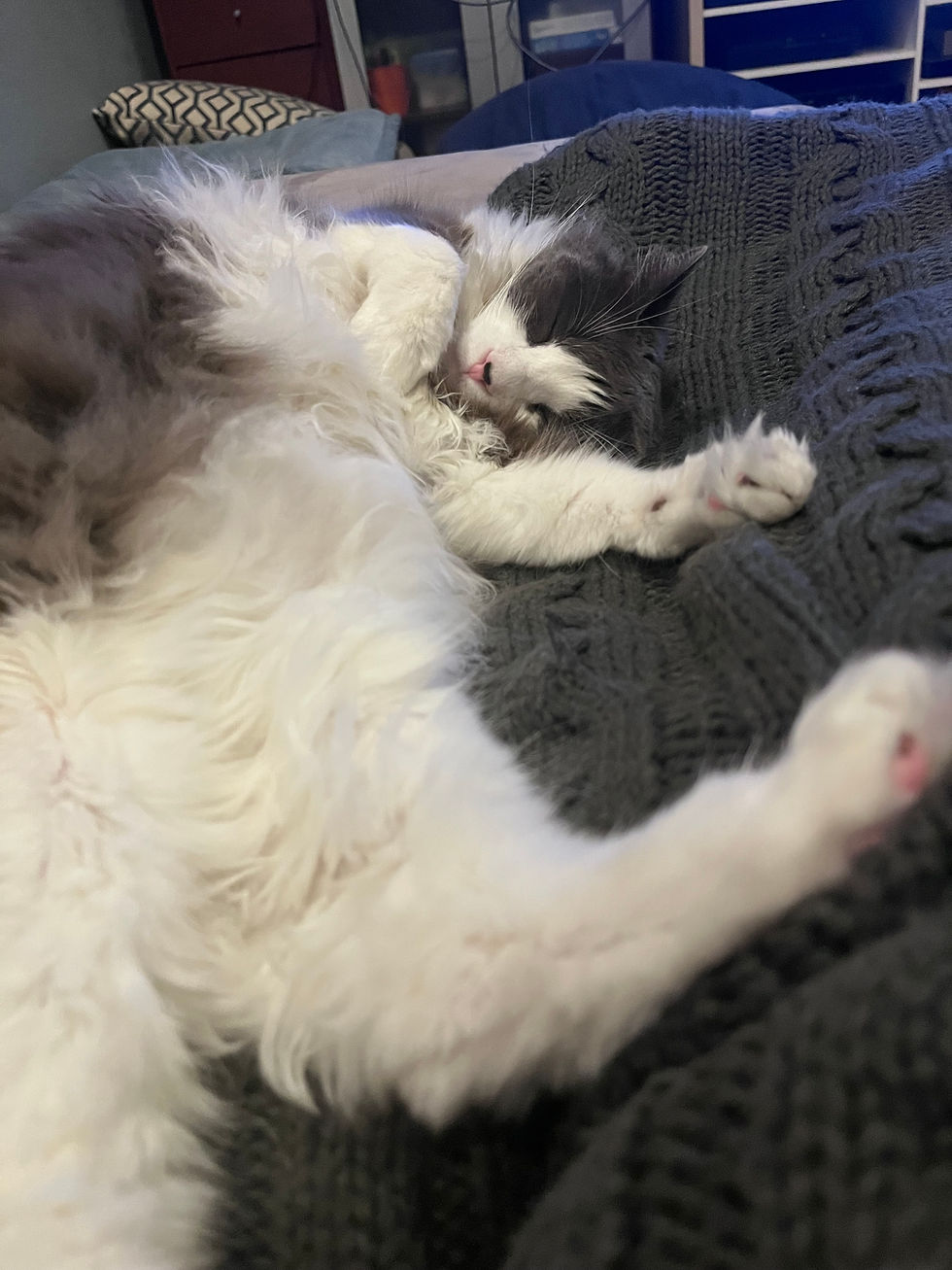 A gray and white cat named Andy sleeping with their belly up