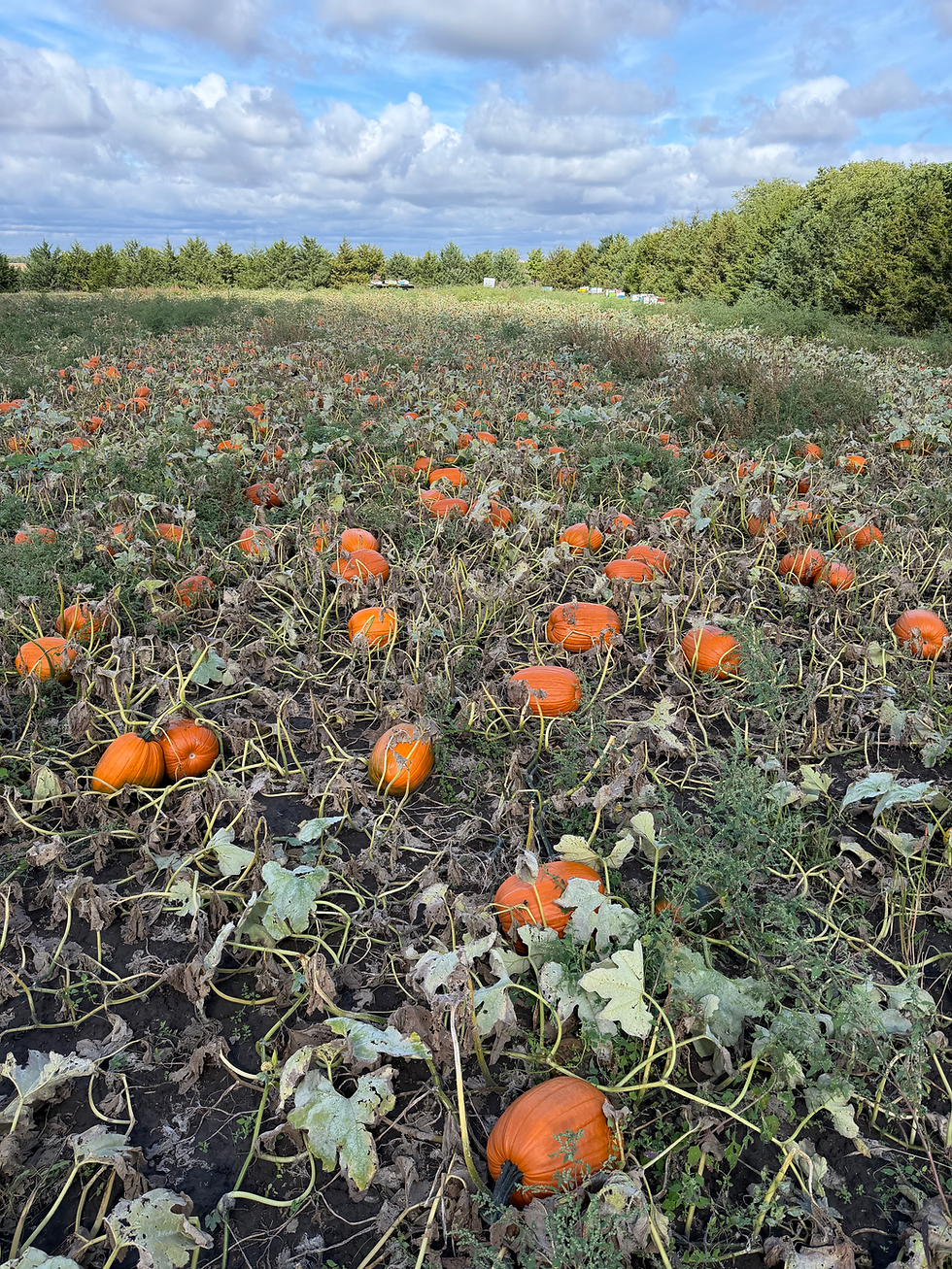 Thumbnail: Pumpkins