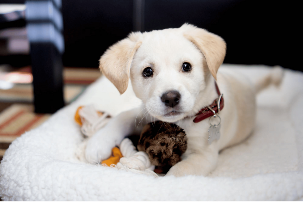 puppy with chew toy