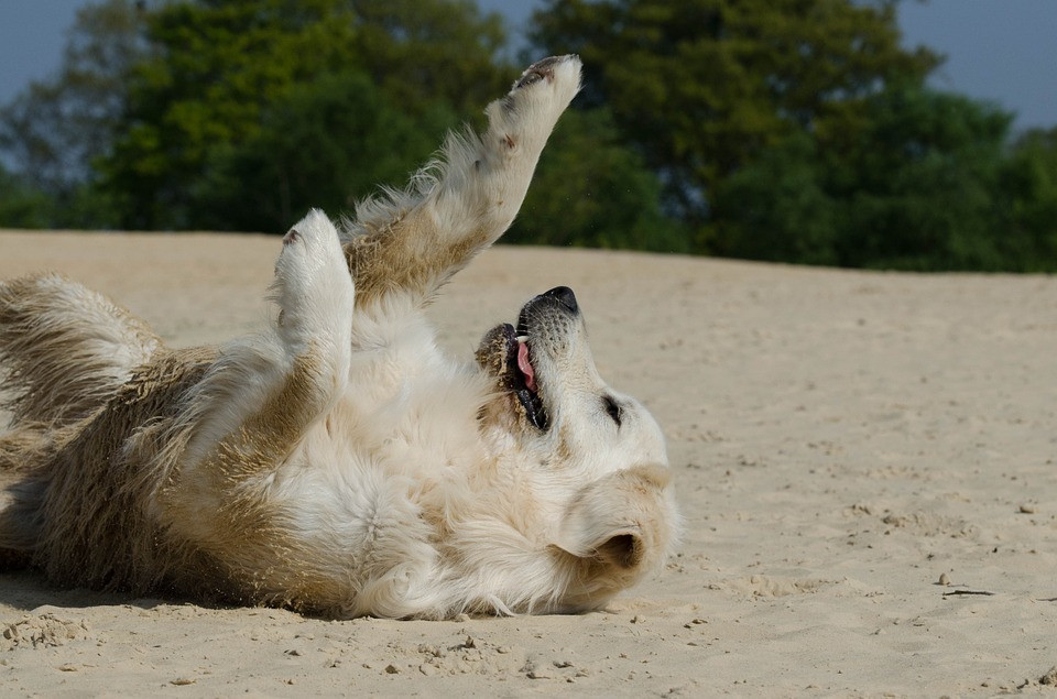 silly dog at beach practice gratitude with your dog