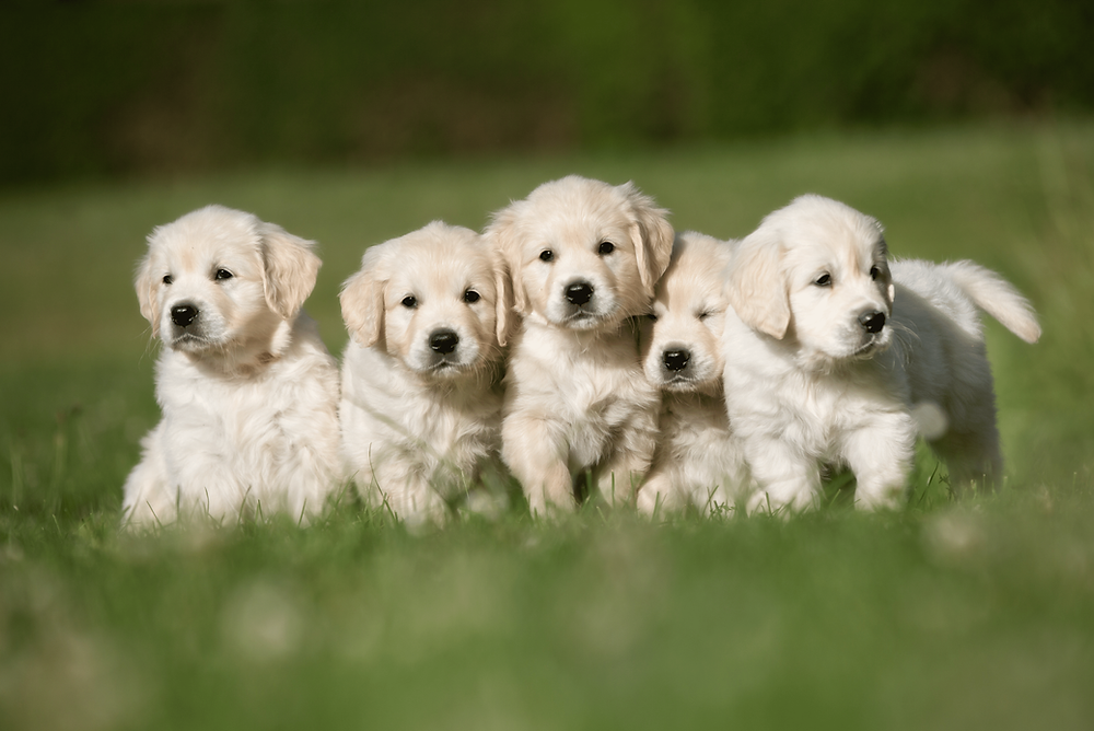 litter of puppies dog friendly living when to bring a puppy home