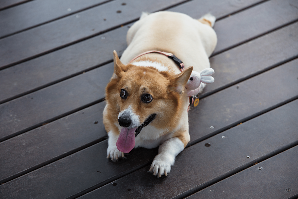 overweight dog