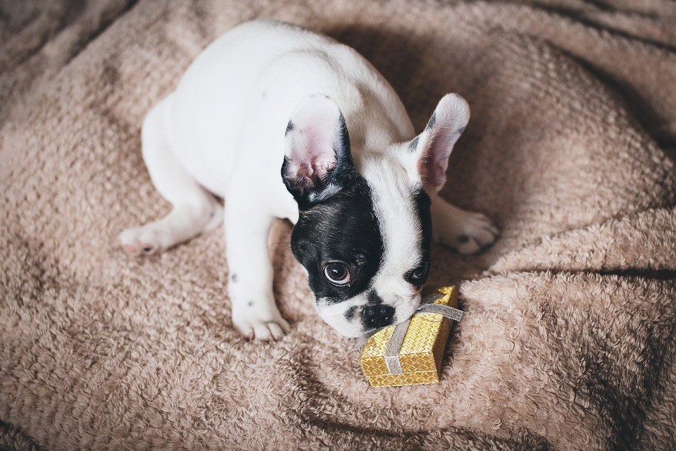 french bulldog christmas gift dog friendly holiday gift guide