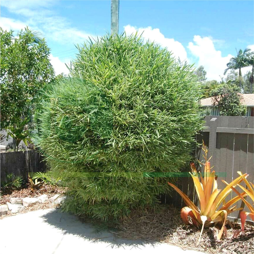 Thumbnail: Bambusa heterostachya (glaucophylla)