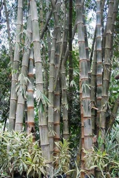 Thumbnail: Dendrocalamus asper