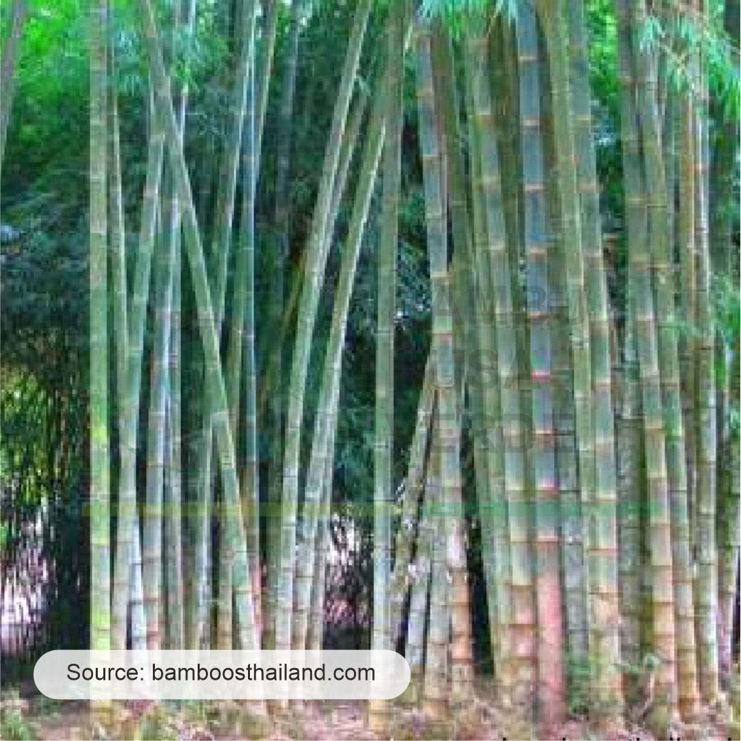 Dendrocalamus asper 'Thai'