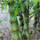 Thumbnail: Bambusa vulgaris 'Wamin' - Buddha