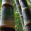 Thumbnail: Dendrocalamus asper 'Black'
